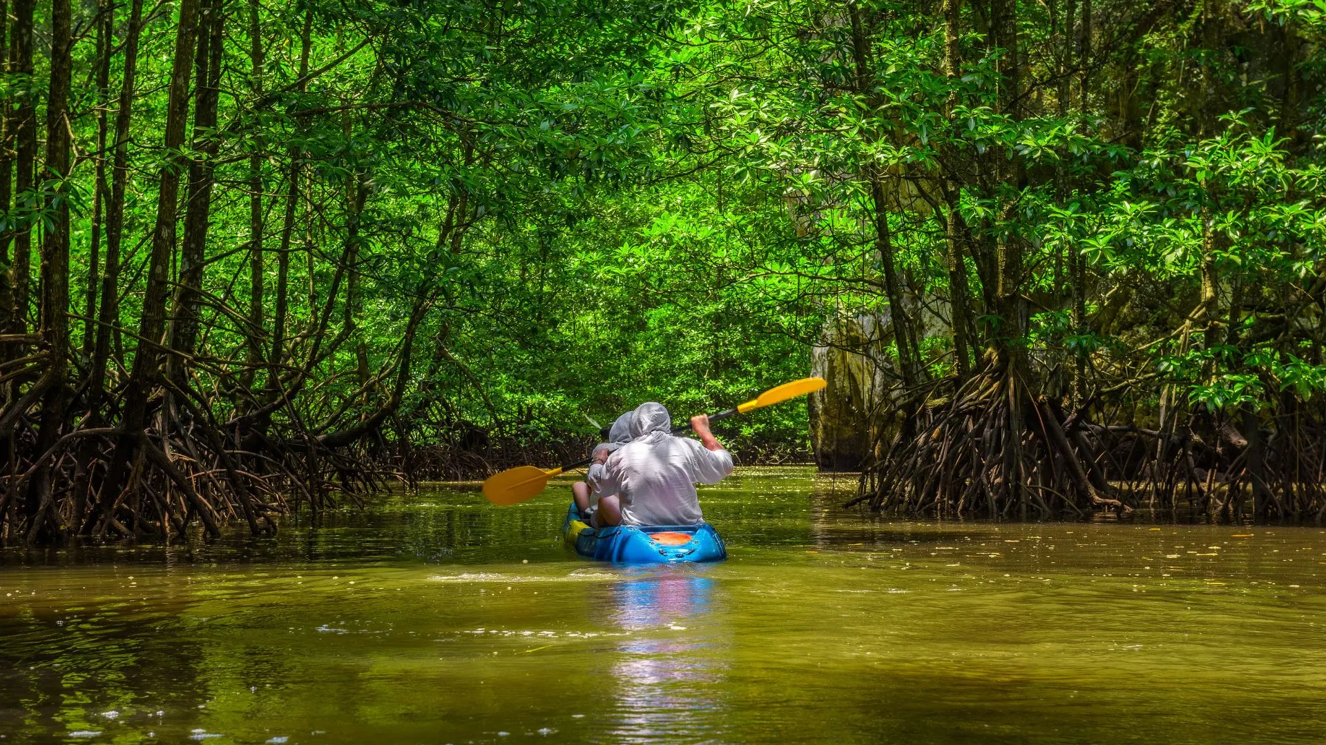 Person kayaking through a narrow, tree-lined waterway with clear green foliage and roots visible.